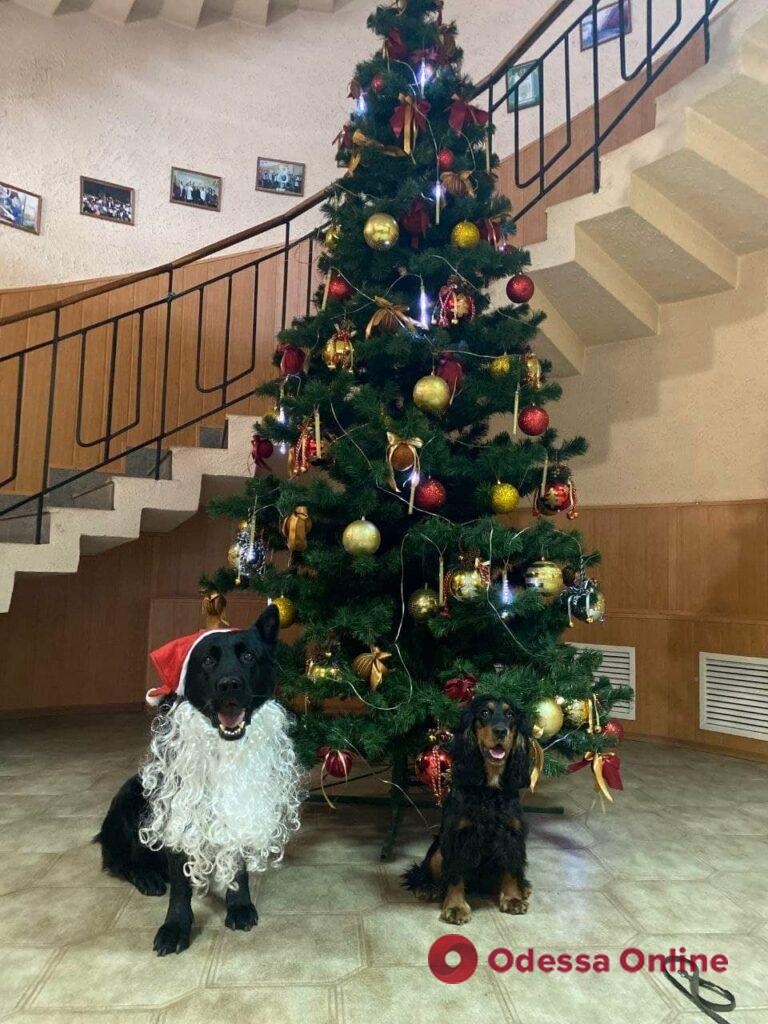Служебные собаки таможни поздравили одесситов с Новым годом (фото)