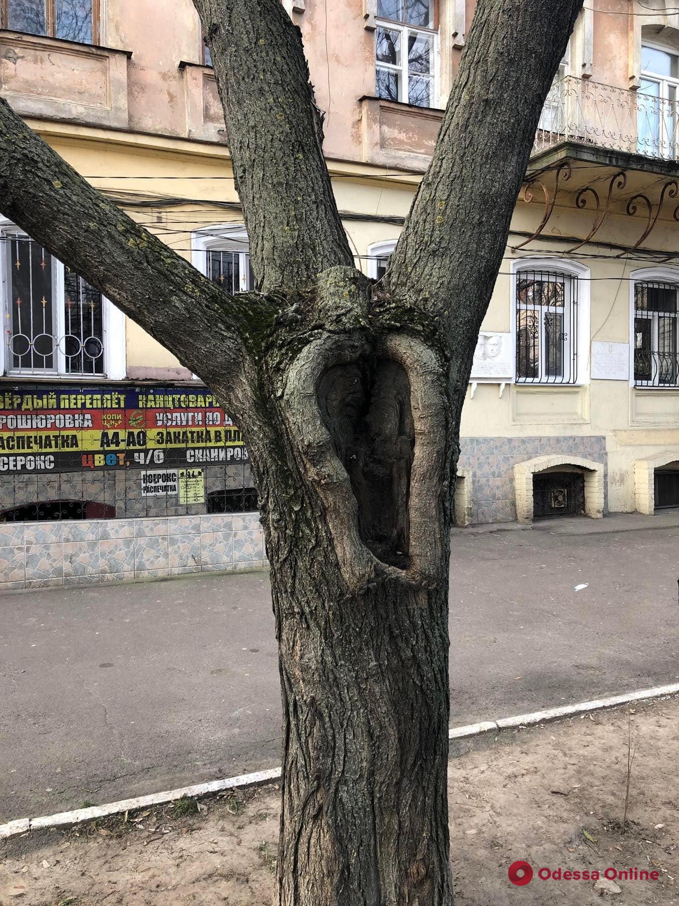 Одесские экологи обследовали полсотни деревьев, половина — подлежит удалению