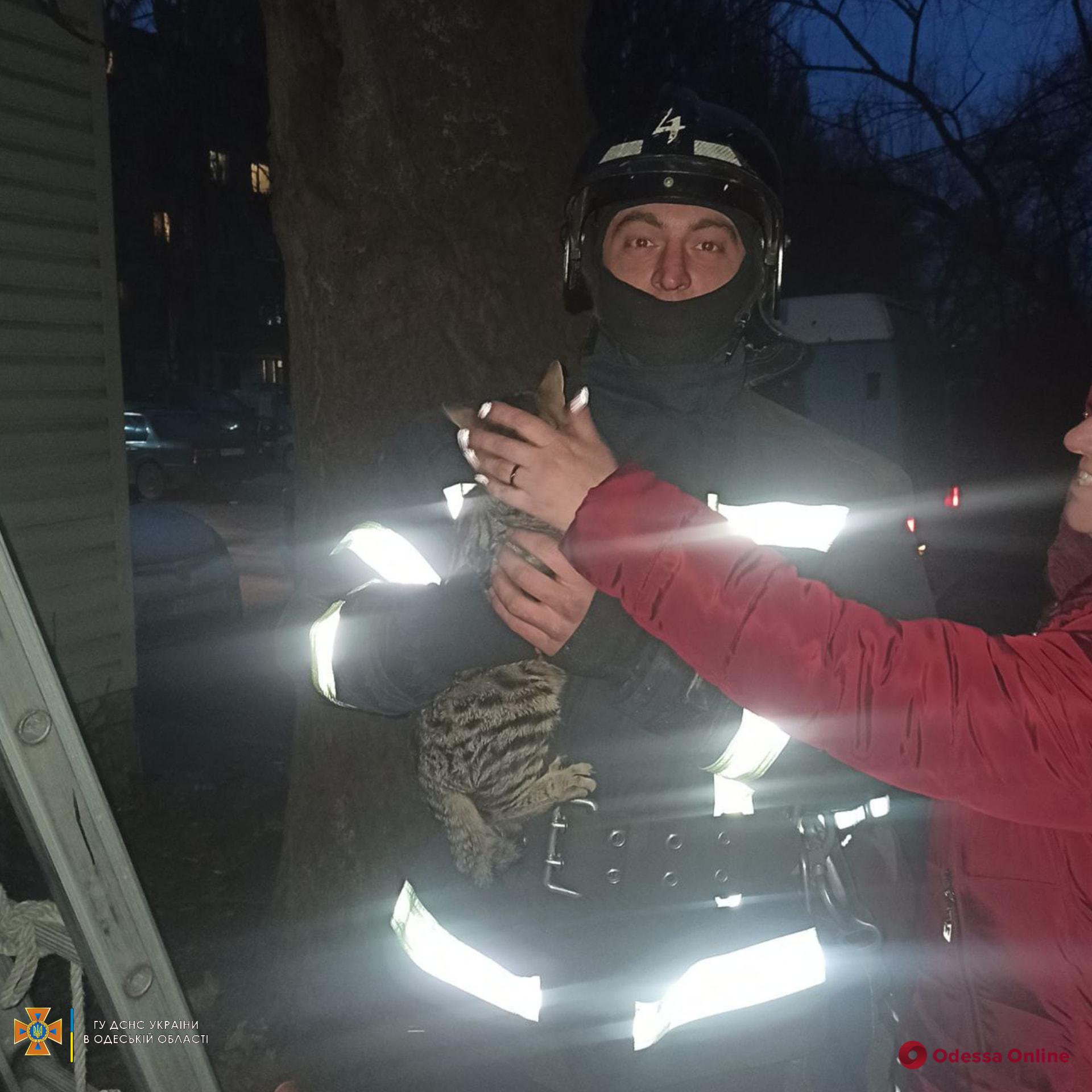 Застряли на балконе и высоком дереве: за день одесские пожарные спасли двух котов