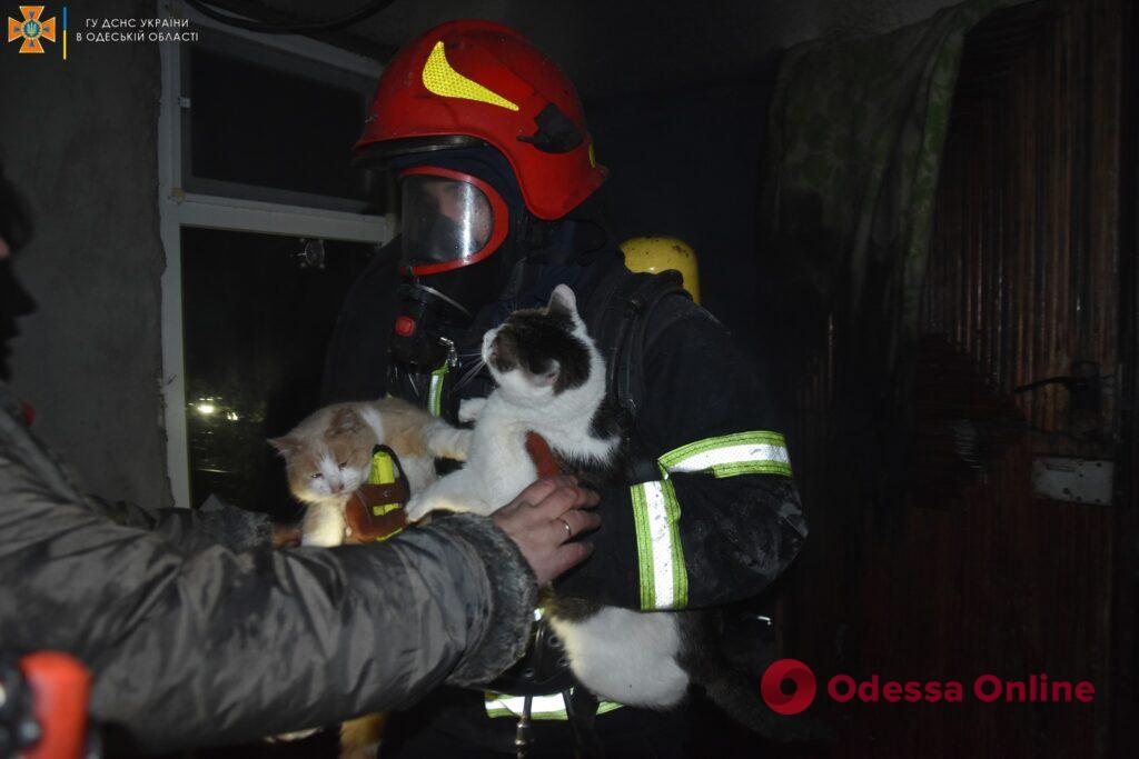 Пожар в центре Одессы: спасатели эвакуировали двух котов и собаку (фото)