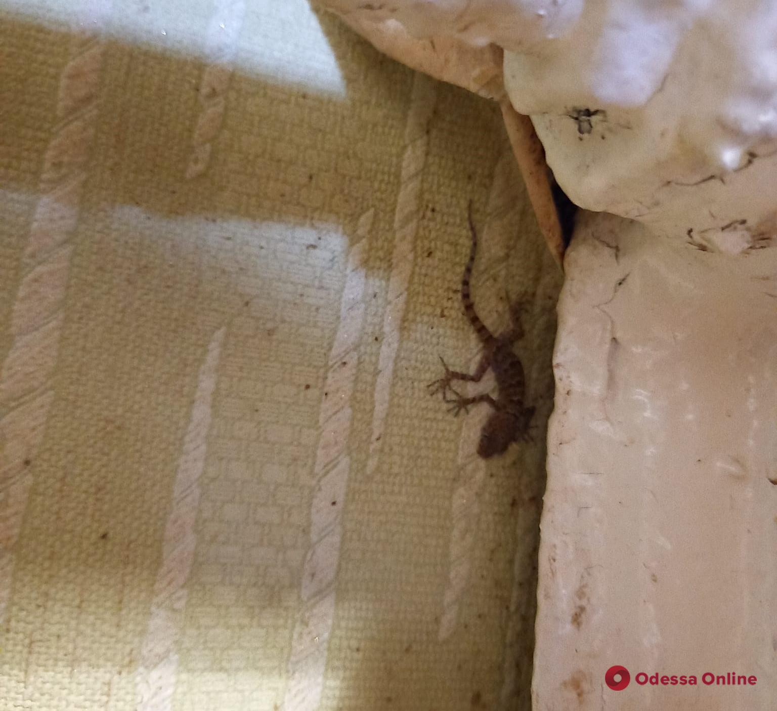 Необычные соседи: на чердаке дома на Молдаванке поселились гекконы