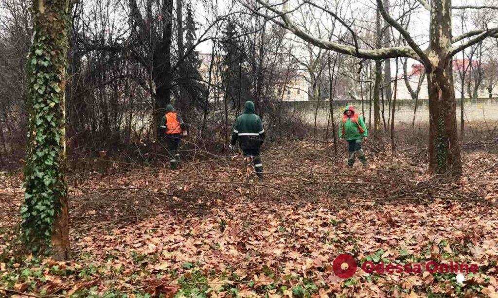 Одесские коммунальщики начали санитарную обрезку деревьев