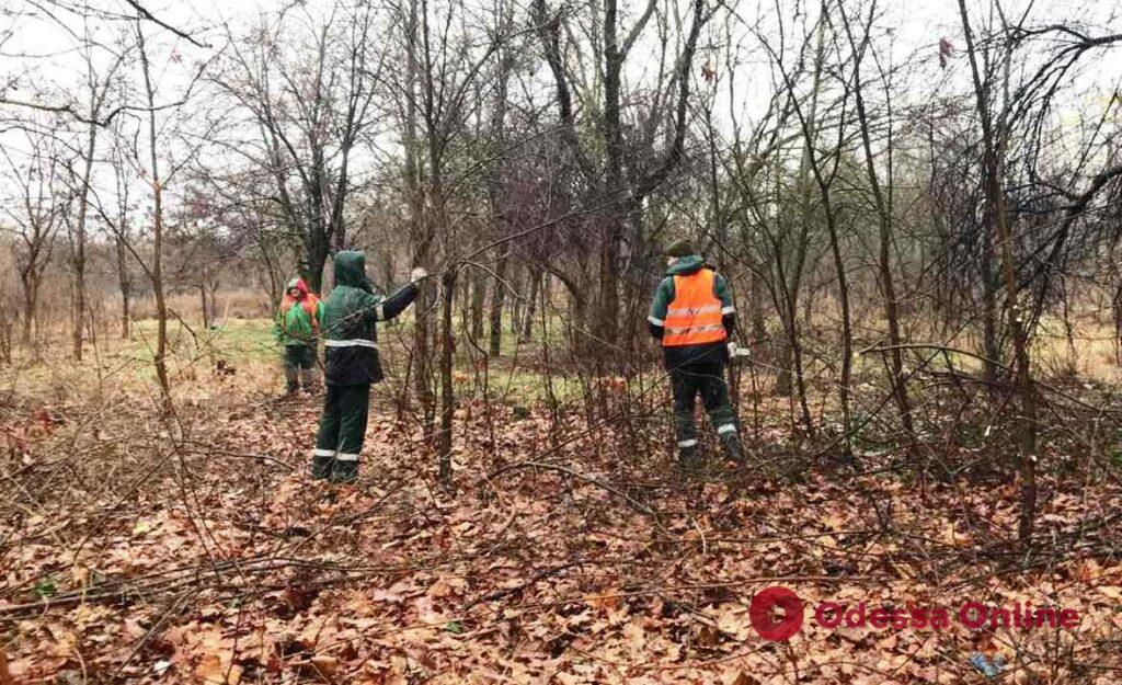 Одесские коммунальщики начали санитарную обрезку деревьев