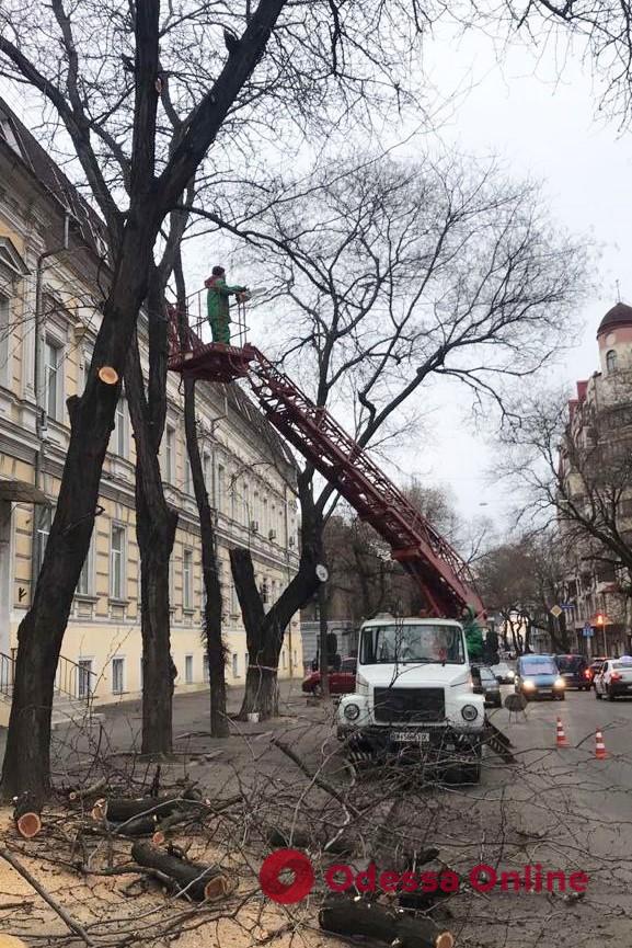 Не паркуйте машины: на Польской продолжается подрезка деревьев
