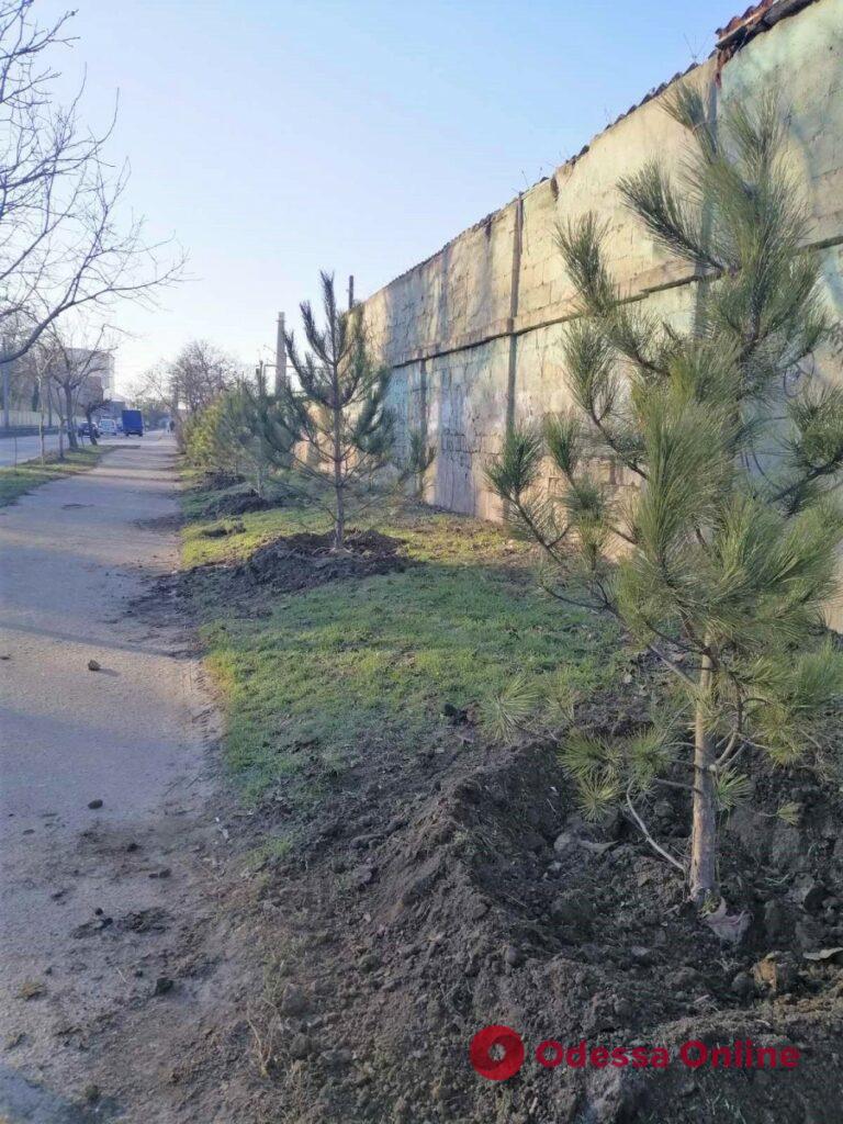 Одесские озеленители высадили полсотни сосен