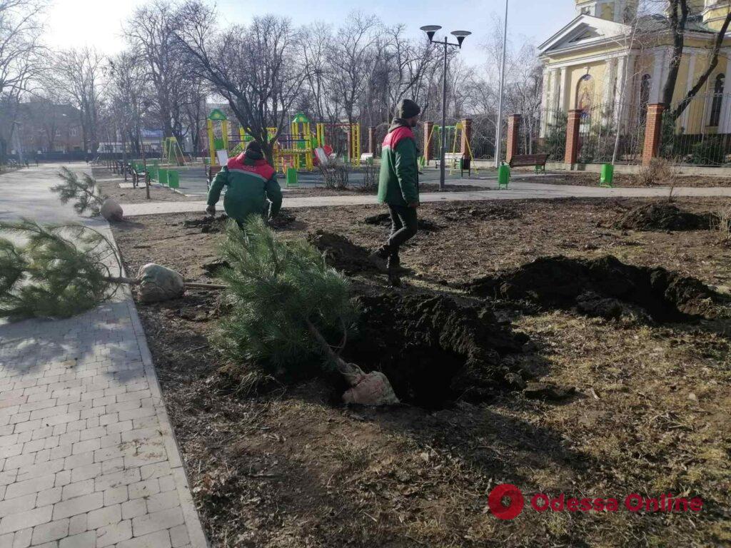 Одесские озеленители высадили полсотни сосен