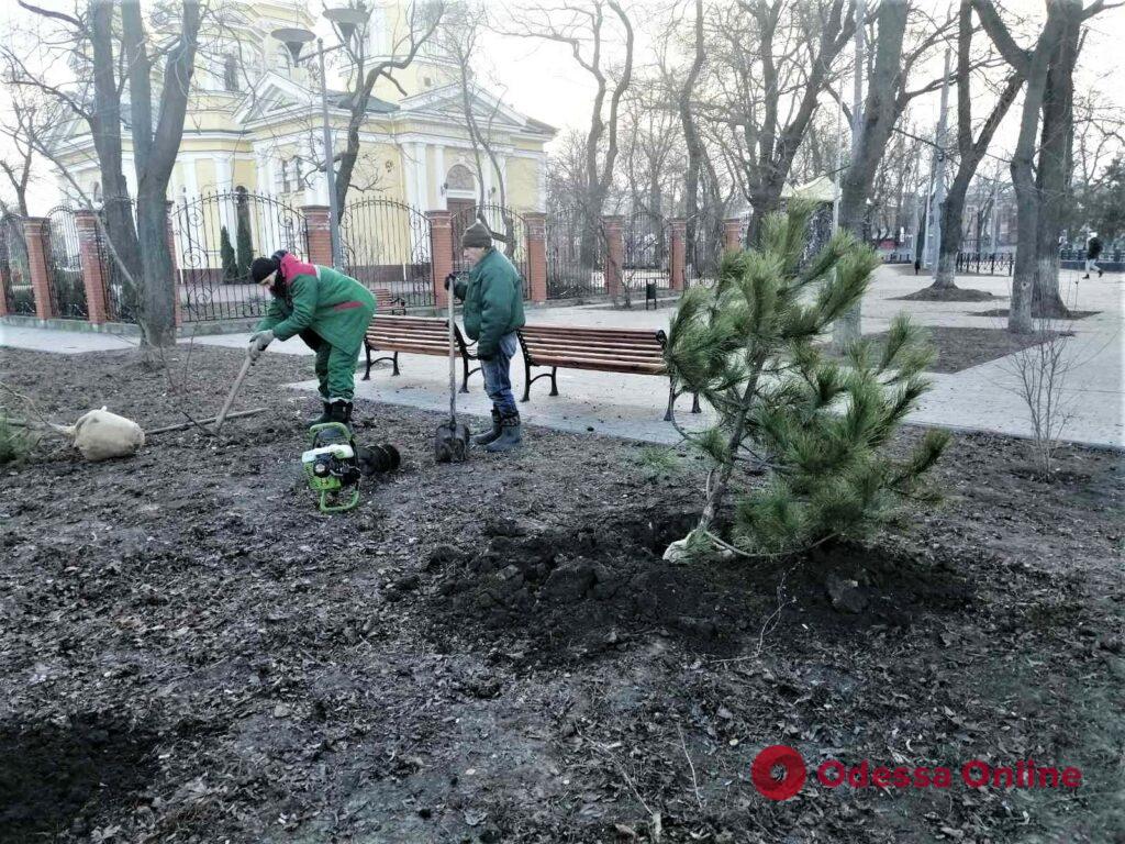 Одесские озеленители высадили полсотни сосен