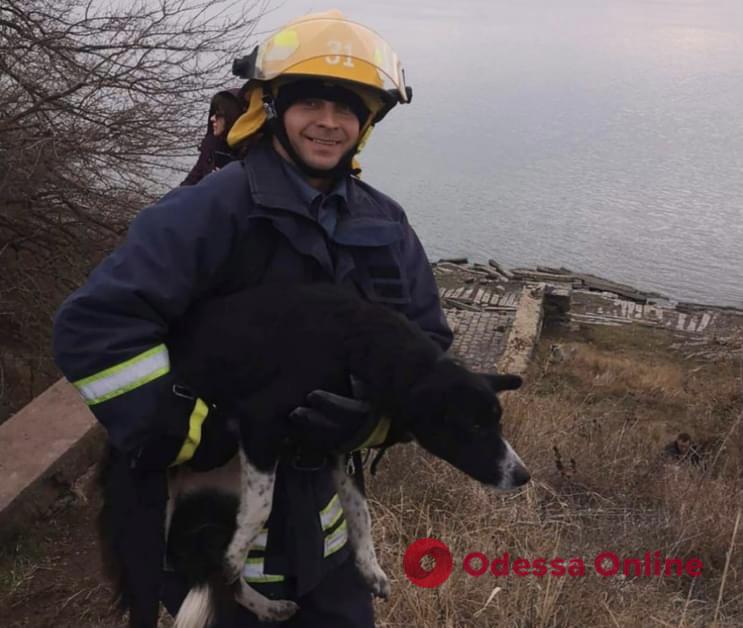 В Рени спасли собаку, упавшую в трехметровую яму