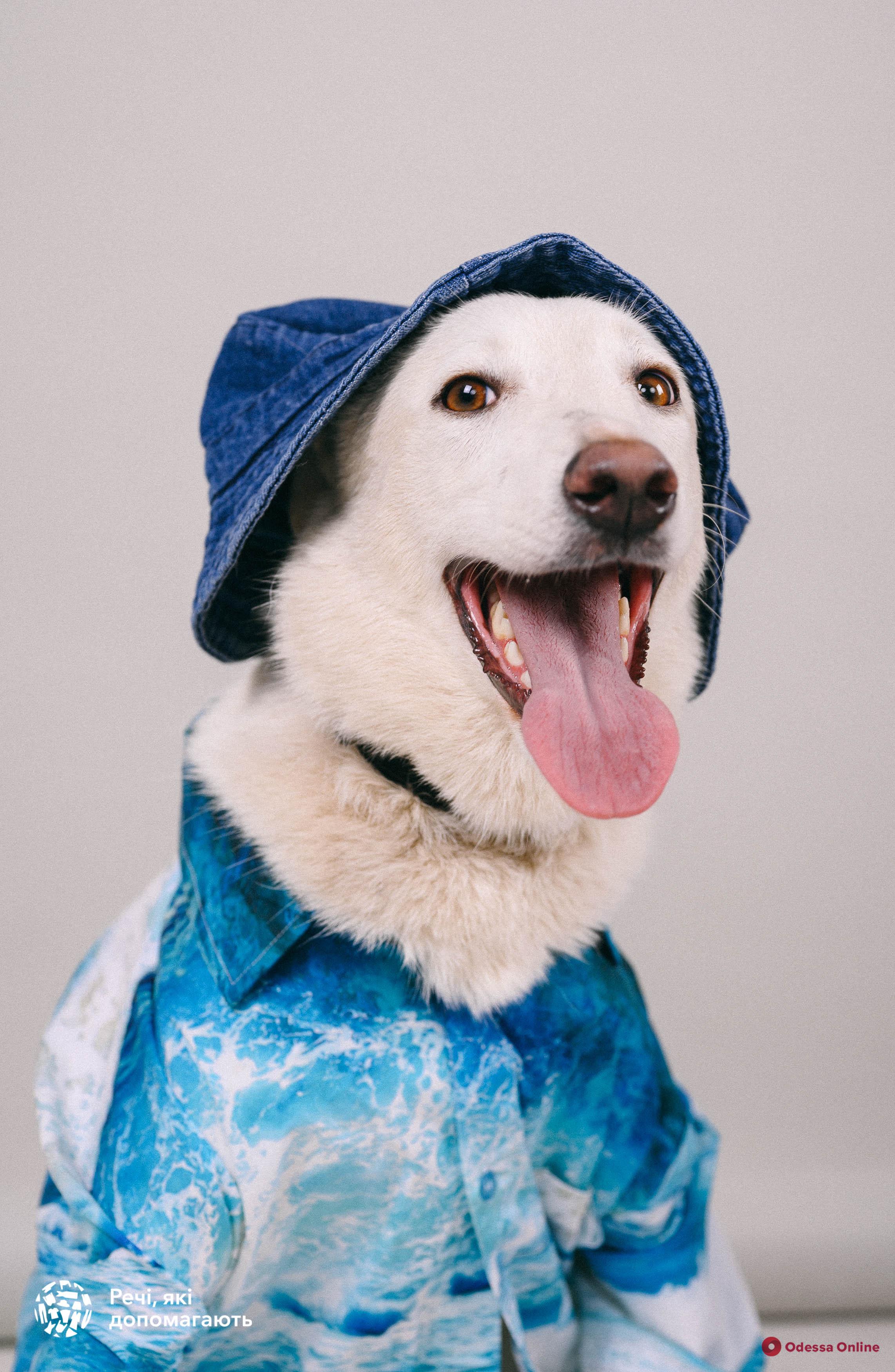 В Одессе бездомные собаки стали моделями в социальной фотосессии