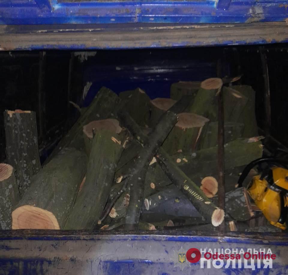 В Одесской области задержали «черных лесорубов»
