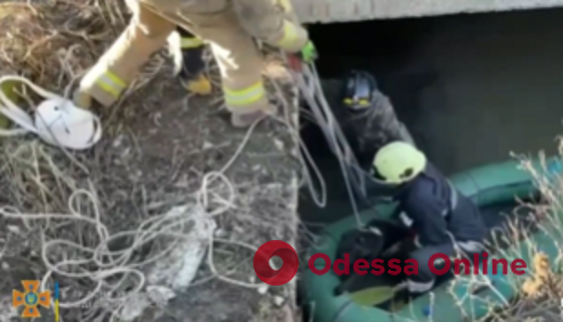 Под Одессой спасли пса, который трое суток просидел в выгребной яме (видео)