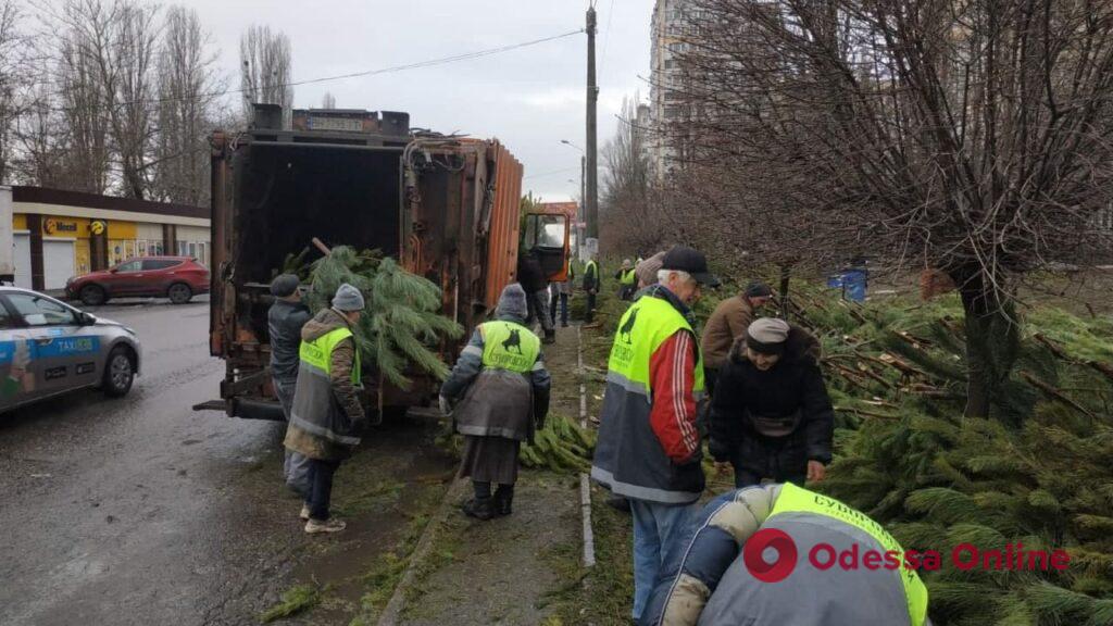 На улицах Одессы насчитали более пяти тысяч брошенных хвойных деревьев