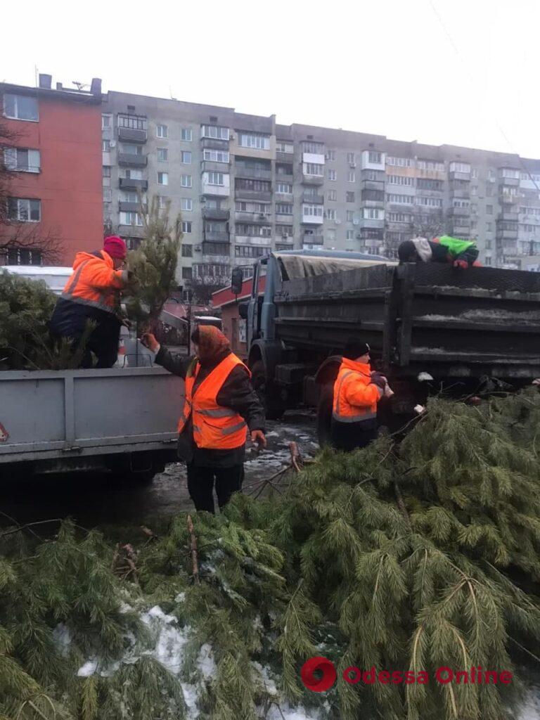 На улицах Одессы насчитали более пяти тысяч брошенных хвойных деревьев