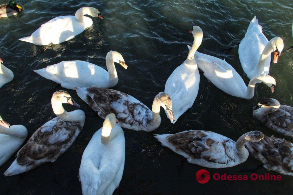 На переправу через Сухой Лиман прилетели лебеди (фоторепортаж)
