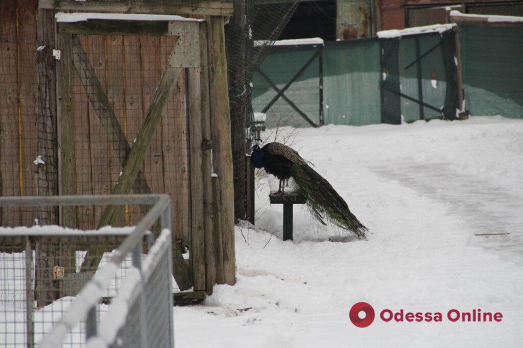 Медведи спят, а волки радуются: как проходит зимовка в Одесском зоопарке (фоторепортаж)