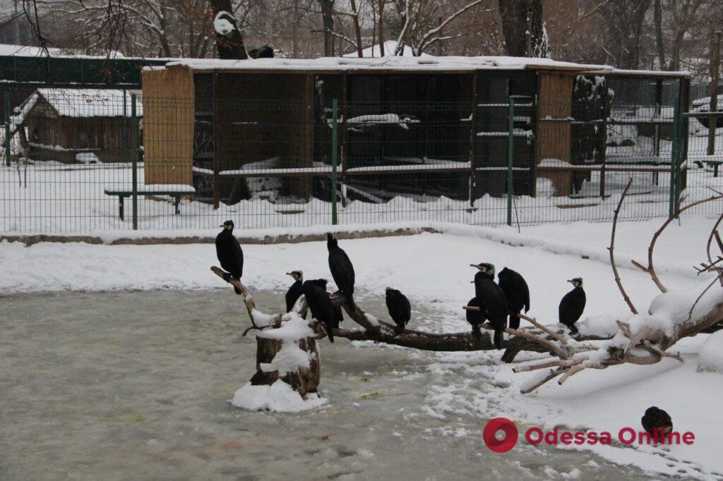 Медведи спят, а волки радуются: как проходит зимовка в Одесском зоопарке (фоторепортаж)