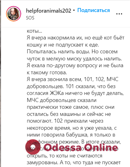 В подвале дома на Варненской два месяца держали взаперти котов