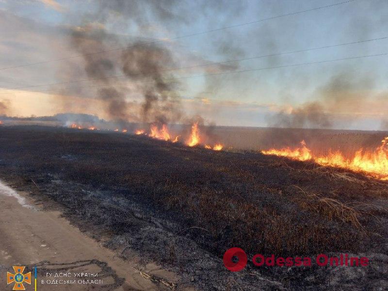 В Одесской области горел биосферный заповедник (видео)