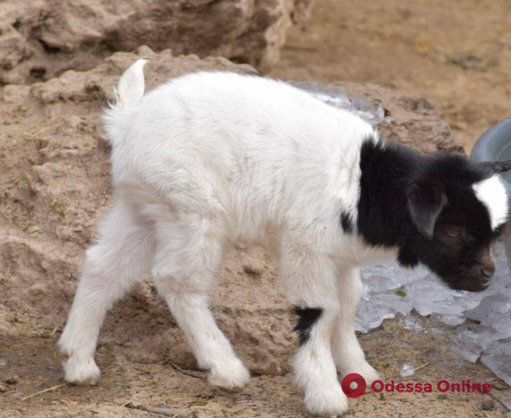 В Одесском зоопарке родились ягнята и козлята