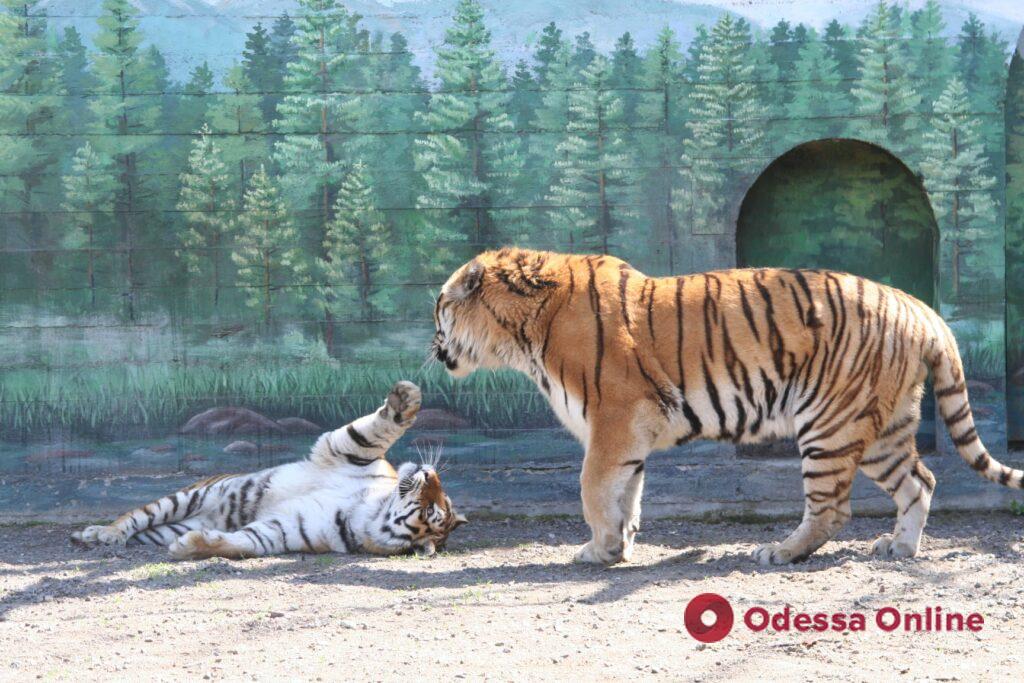 Тигры, верблюды, белки: в Одесском зоопарке стартовал конкурс «Пара года 2022»