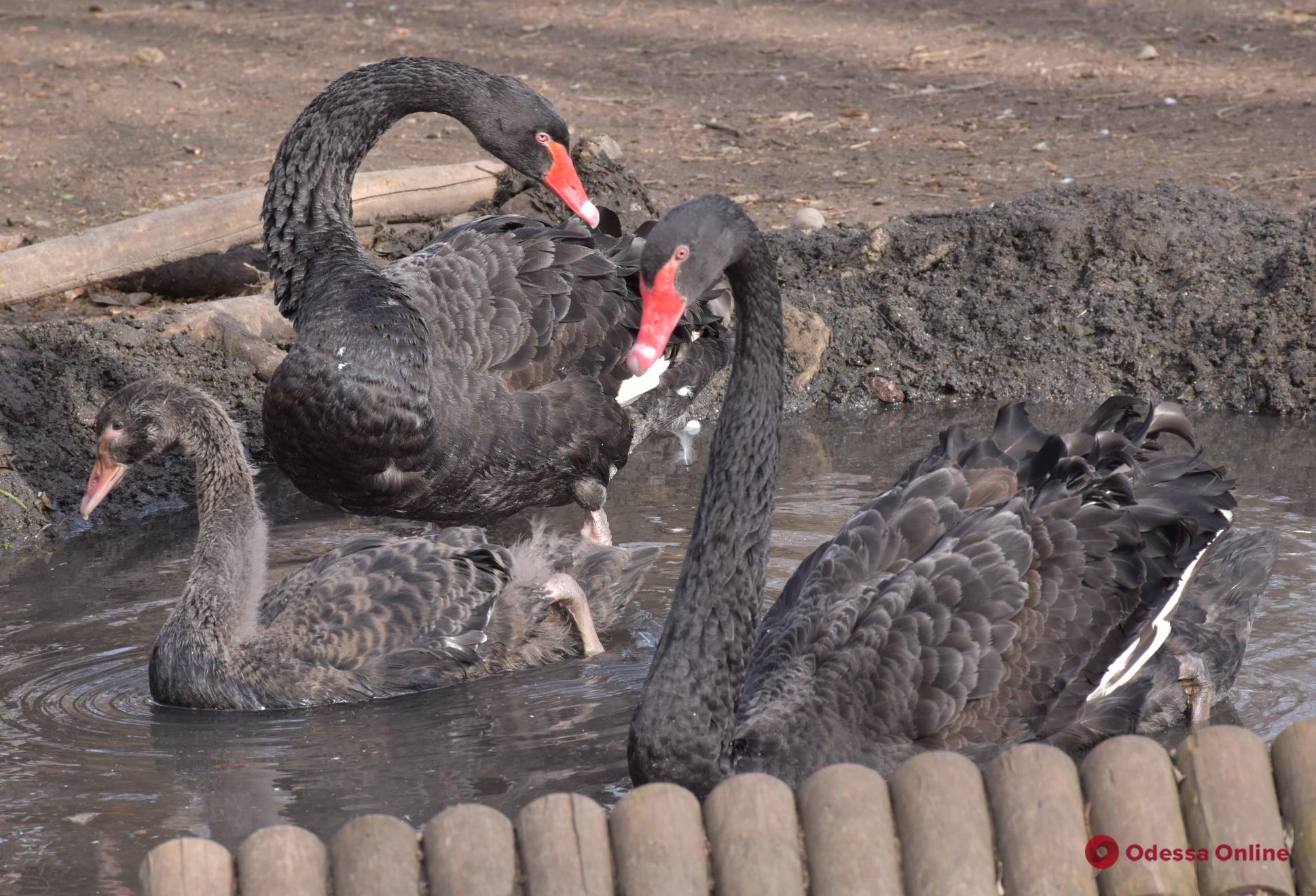 В Одесском зоопарке показали птенца черного лебедя, который вылупился два месяца назад