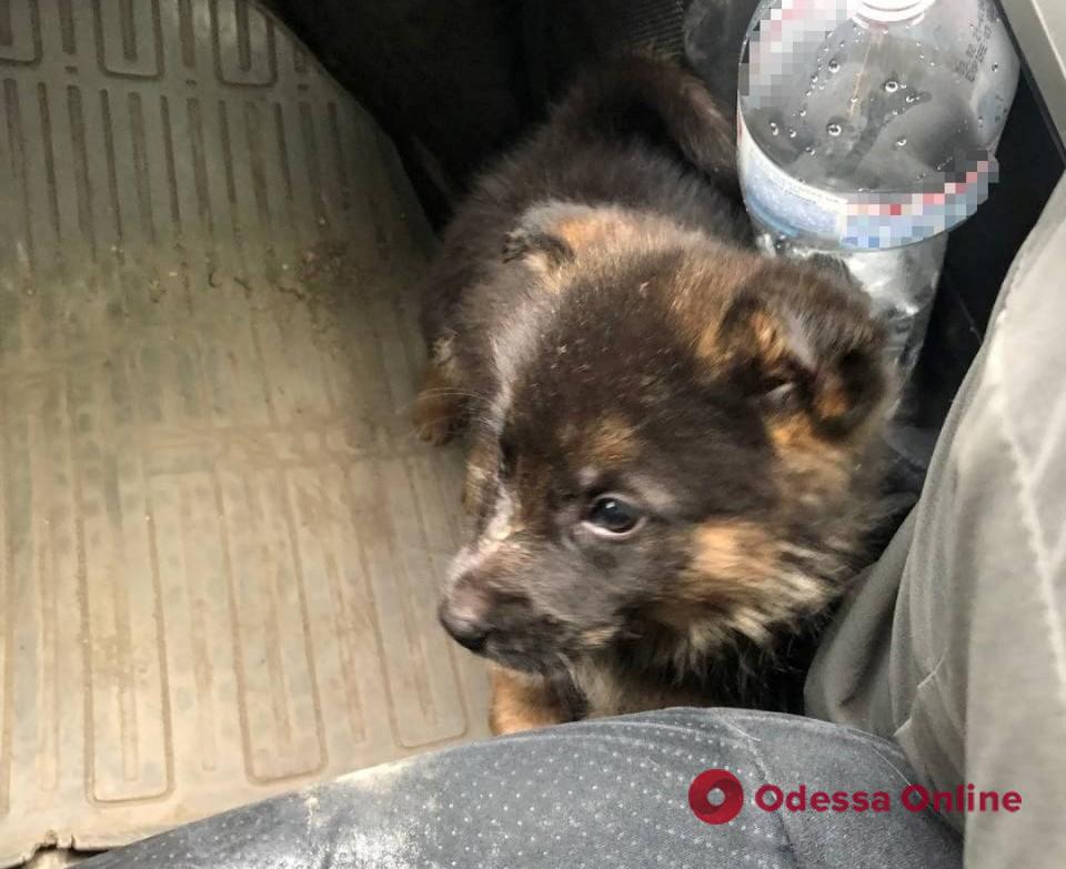 Одесские патрульные полицейские спасли щенка, который несколько дней провел без еды