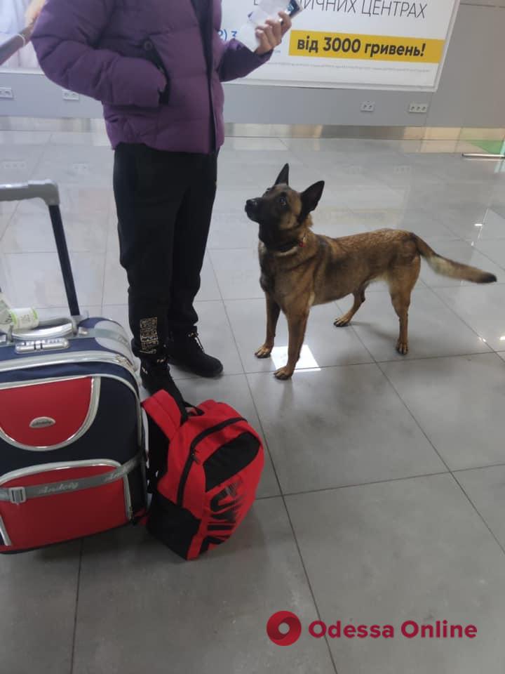 В одесском аэропорту собака-таможенник нашла у украинки «сувенир» с марихуаной