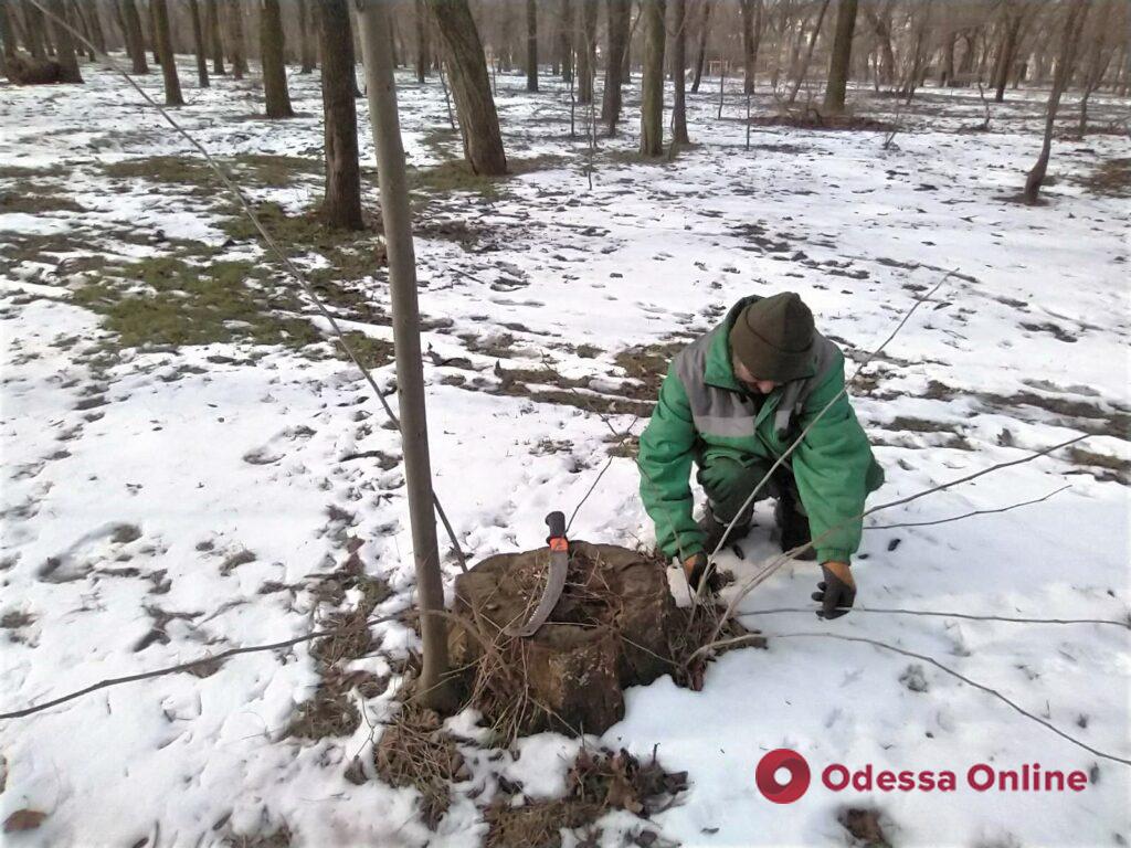 Одесские озеленители убирают снег и подметают парковые дорожки (фото)