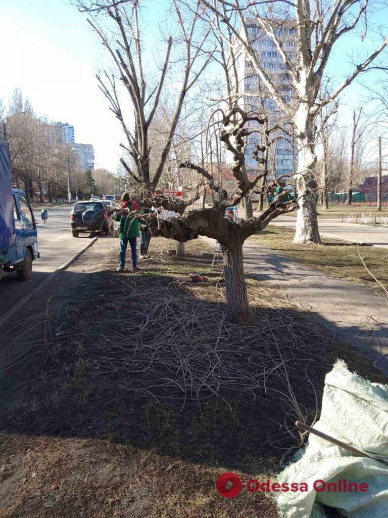 Одесские озеленители приступили к подрезке плакучих форм деревьев
