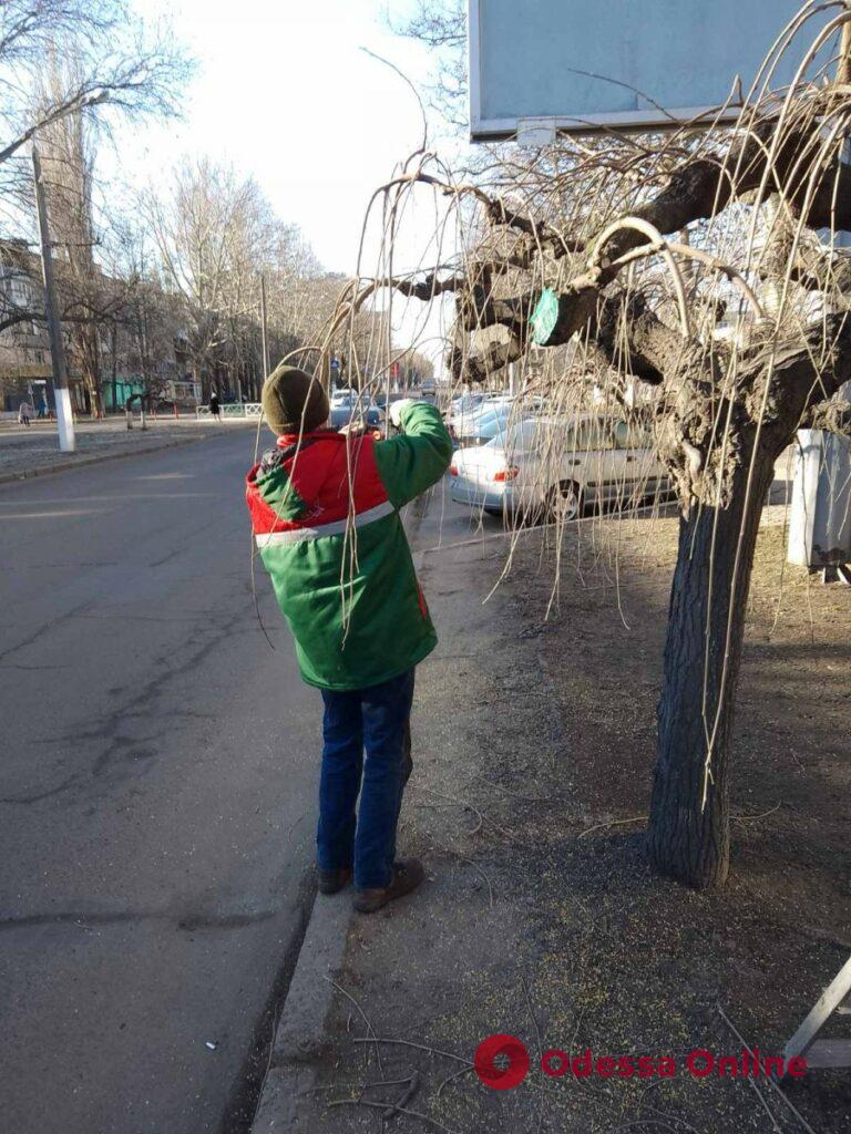 Одесские озеленители приступили к подрезке плакучих форм деревьев