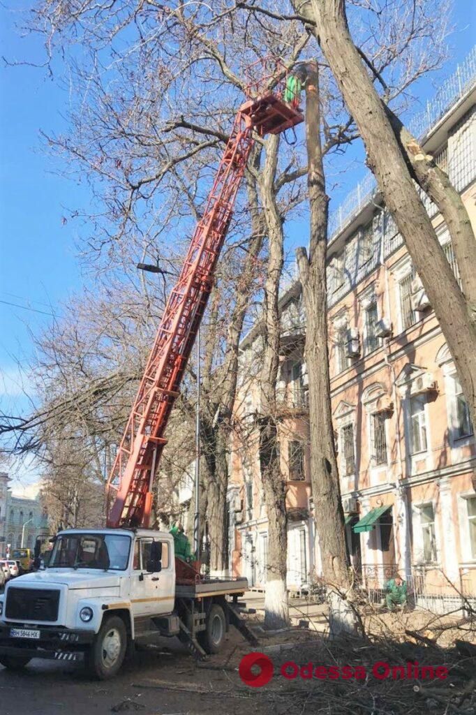 Одесские коммунальщики обрезают деревья в переулке Маяковского