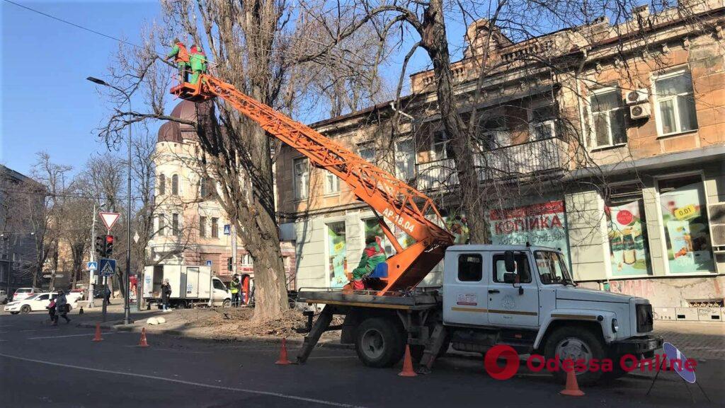 Одесские коммунальщики обрезают деревья в переулке Маяковского