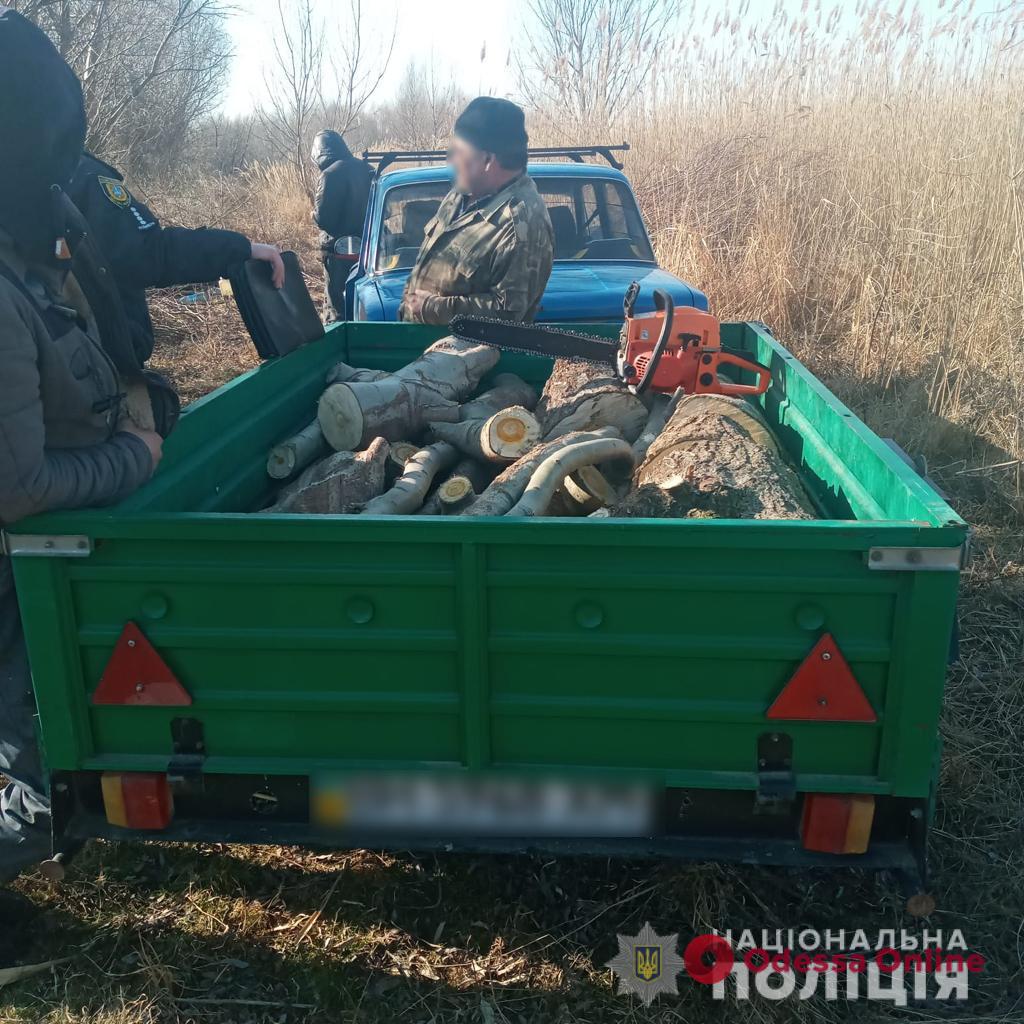 Житель Одесской области вырубил полсотни акаций