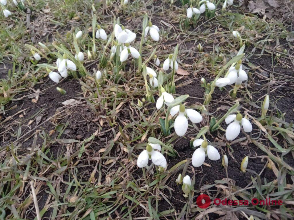 В одесском парке Горького расцвели подснежники (фотофакт)