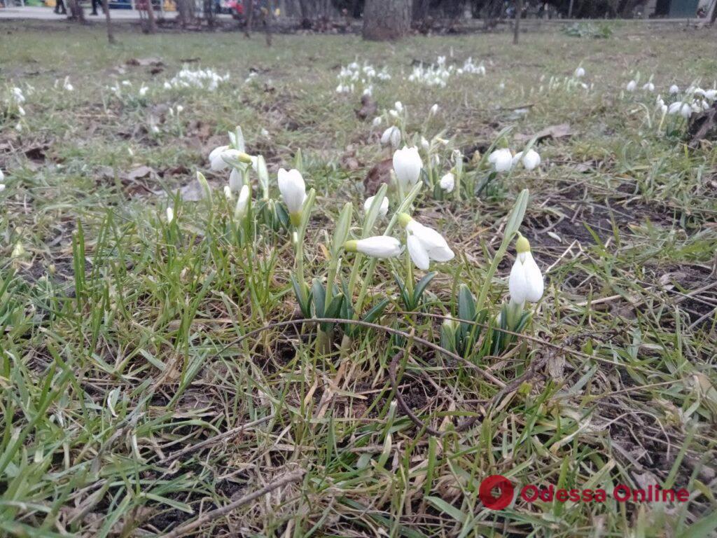 В одесском парке Горького расцвели подснежники (фотофакт)