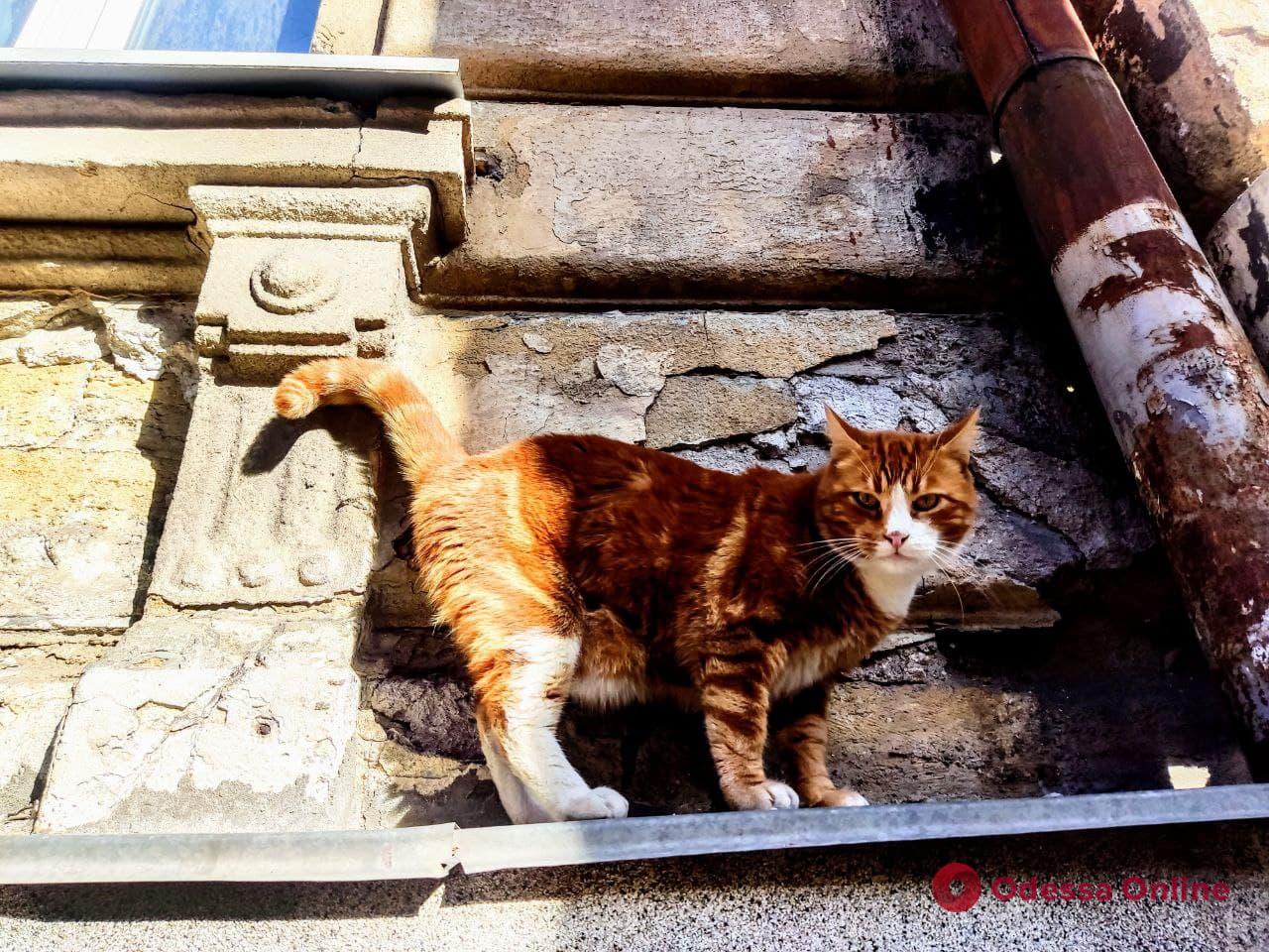 Международный День кота: одесские усатые-полосатые в ожидании весны (фоторепортаж)