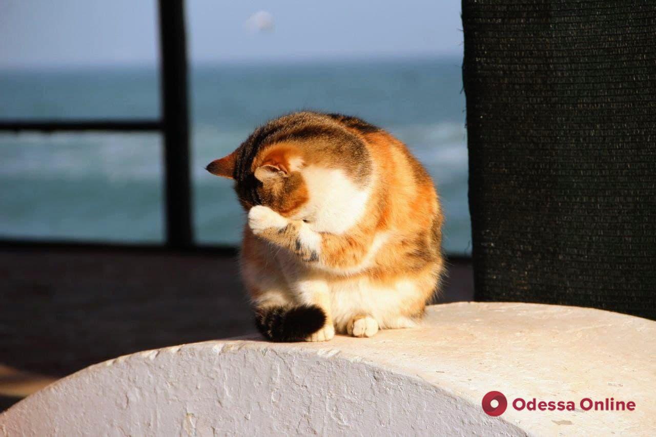 Международный День кота: одесские усатые-полосатые в ожидании весны (фоторепортаж)