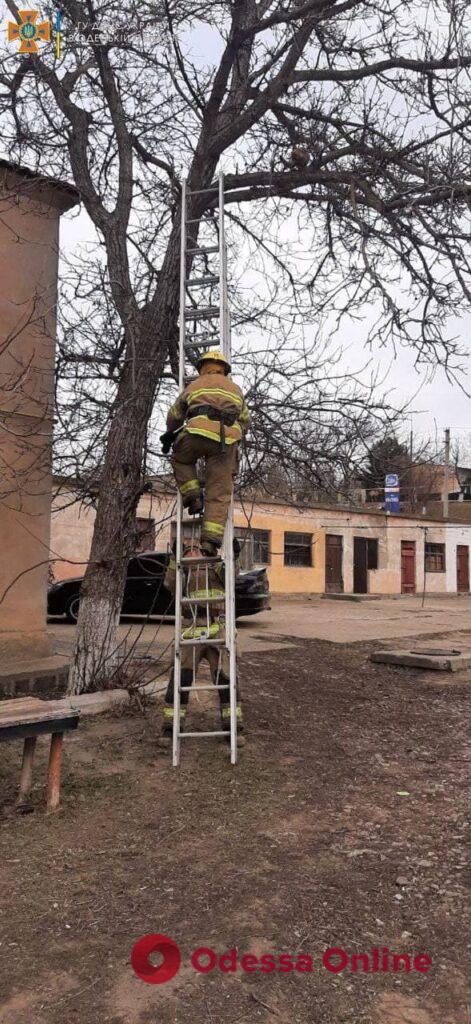 В Одесской области пожарные спасли кота