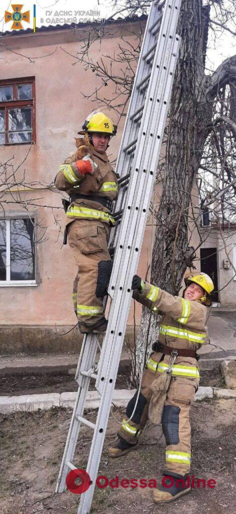 В Одесской области пожарные спасли кота