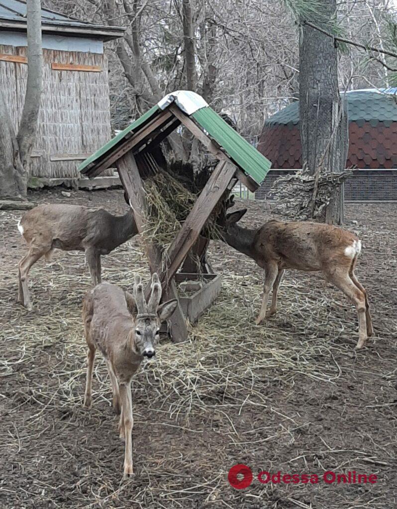 В Одесском зоопарке пока проблем нет, но в будущем может понадобиться помощь