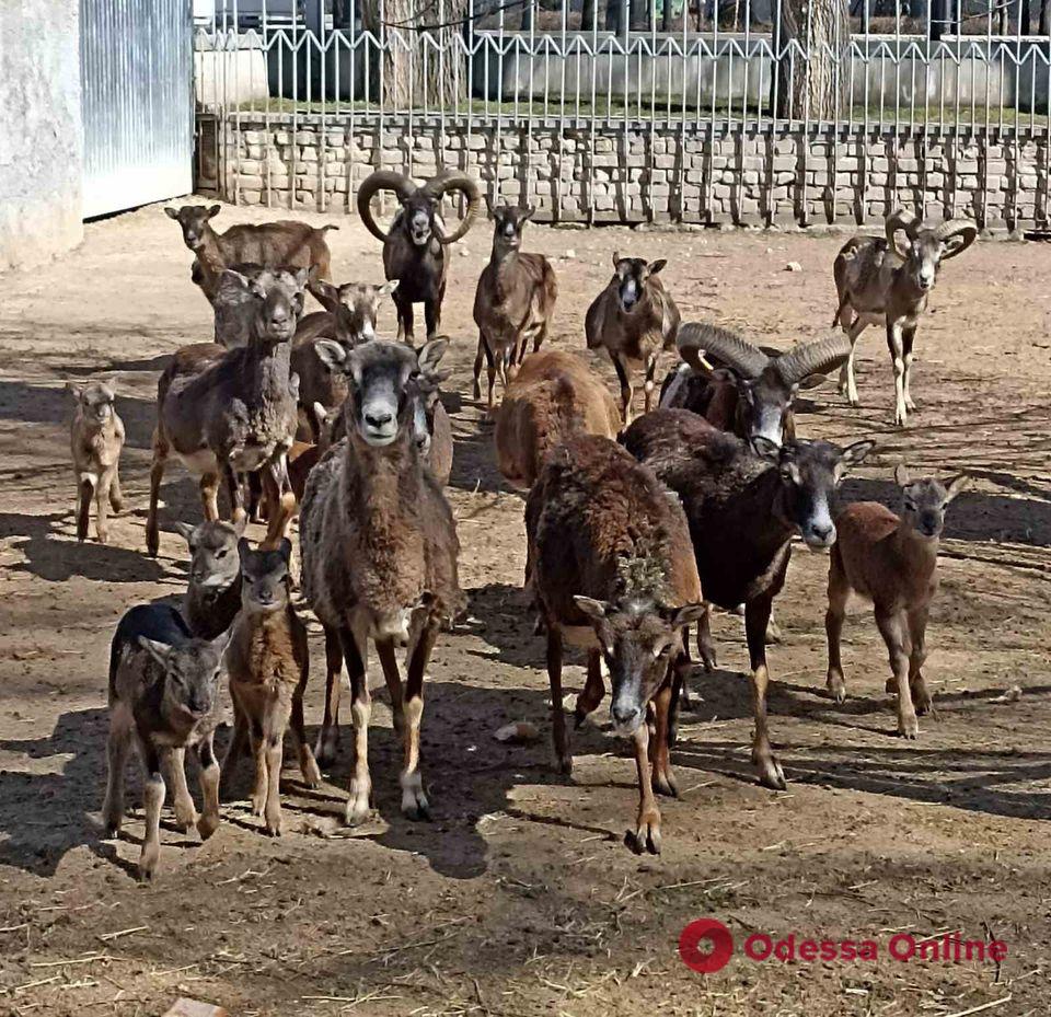 В Одесском зоопарке родились муфлоны