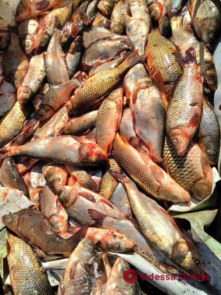 Сазаны и толстолобики: в Беляевке у мужчины изъяли 500 килограммов рыбы