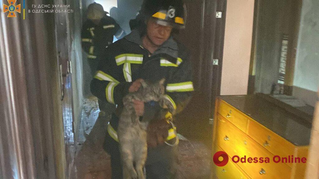 Одесские спасатели вынесли из горящей квартиры двух котов и грызуна