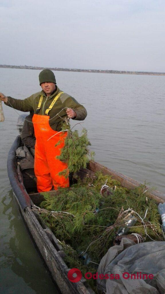 На озере в Одесской области установили нерестовые гнезда
