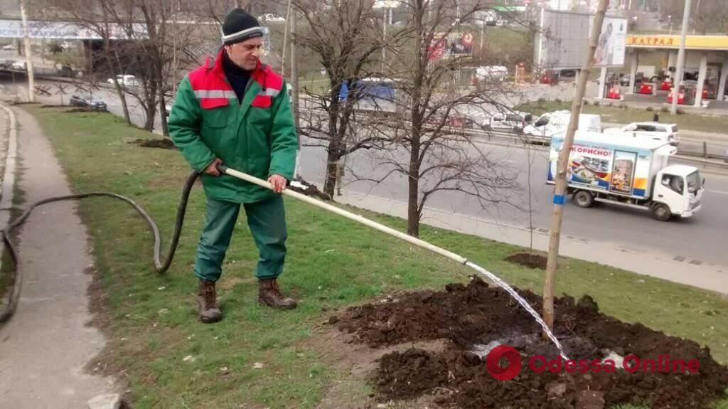 В Одессе планируют высадить 185 тысяч весенних цветов