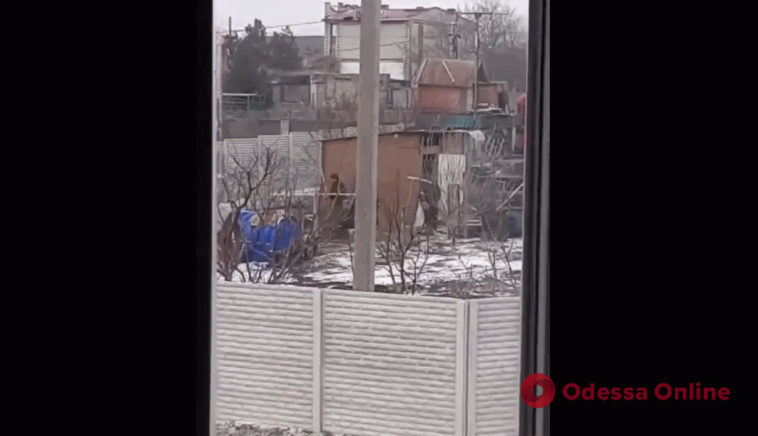 Голодные российские оккупанты воруют кур в украинском селе (видео)