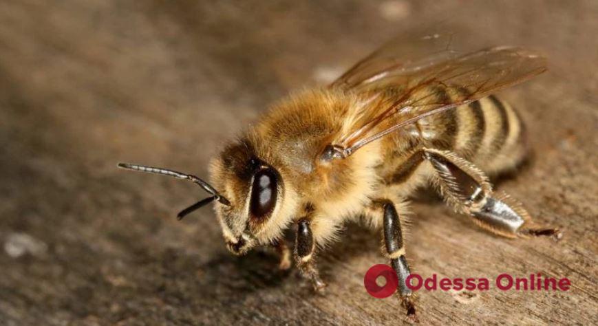 На Херсонщине пчелы до смерти искусали трех российских оккупантов