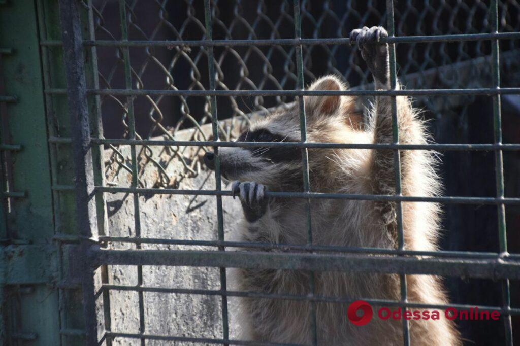Жизнь продолжается: в Одесском зоопарке наблюдается беби-бум (фоторепортаж)