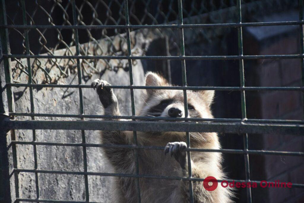 Жизнь продолжается: в Одесском зоопарке наблюдается беби-бум (фоторепортаж)
