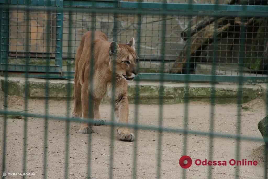 Николаевский зоопарк получил финансовую помощь от Праги